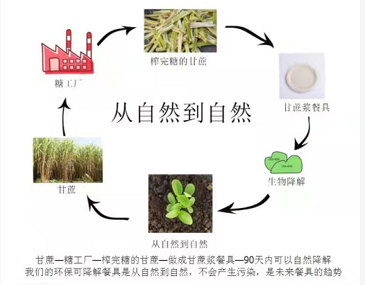 環(huán)保紙漿餐具多長時間可以完全降解？